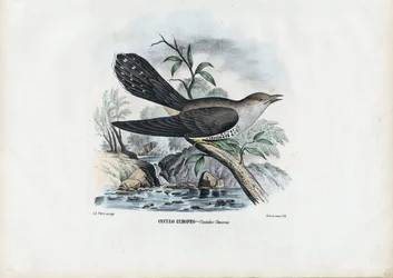 Cuculo comune, 1863-79
